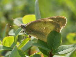 Hochmoorgelbling (Foto: Rudolf Ritt)