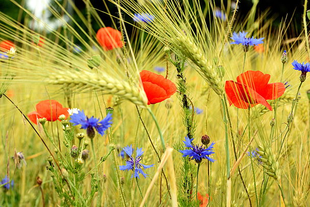 Klatschmohn im Weizenfeld