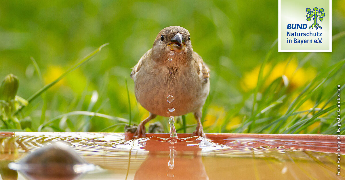 Wasserstellen im Garten: Hilfe für durstige Tiere | BUND Naturschutz (BN)