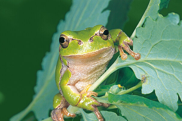 Tiere in Bayern: Laubfrosch