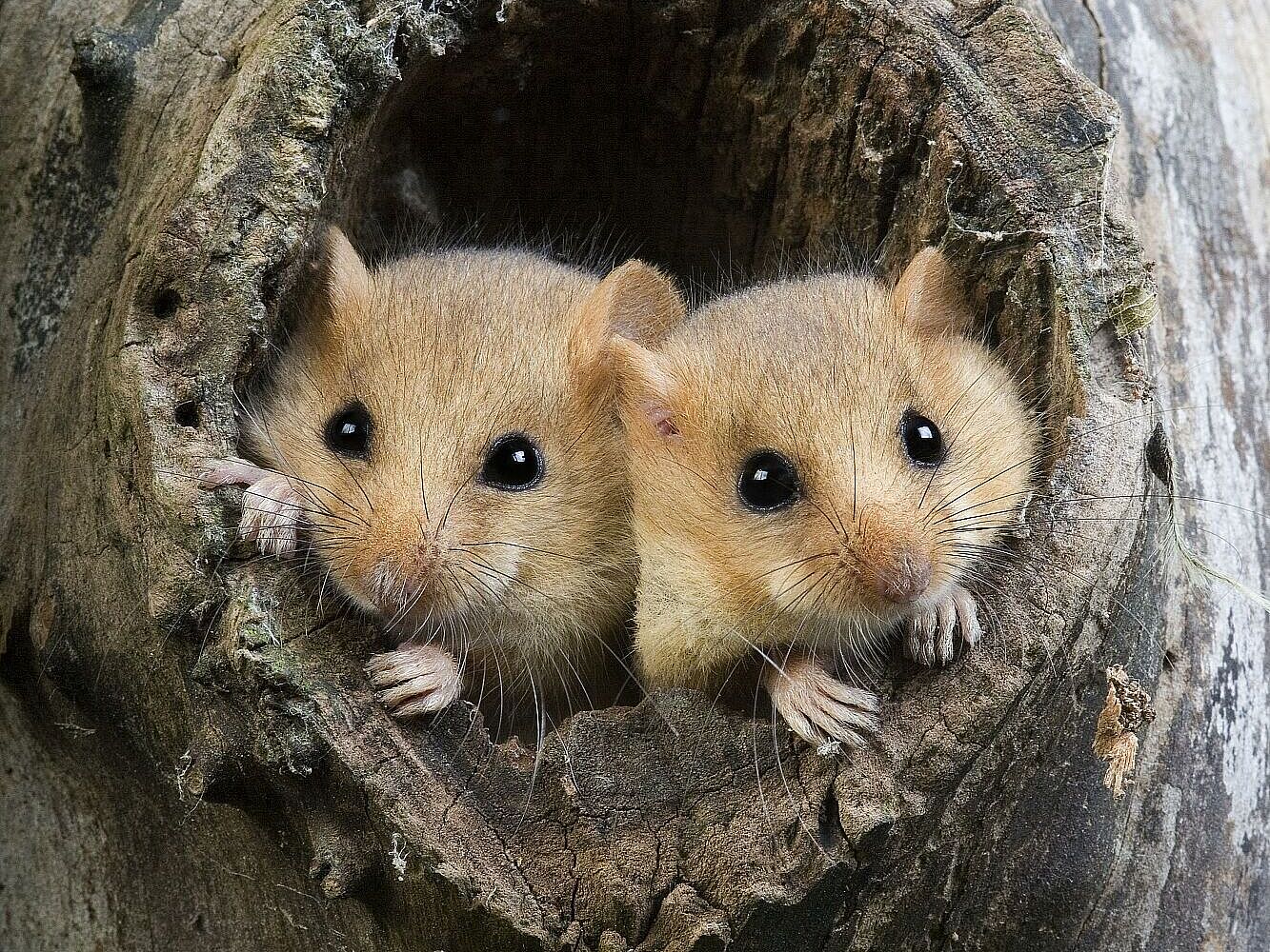 Common Dormouse, muscardinus avellanarius, Pair standing at Nest Entrance, Normandy Haselmäuse in Baumhöhle