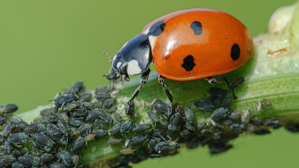 Nützlinge in den Garten locken: Ein MArienkäfer frisst Blattläuse auf einem Zweig (Foto: Jürgen Kottmann/stock.adobe.com)