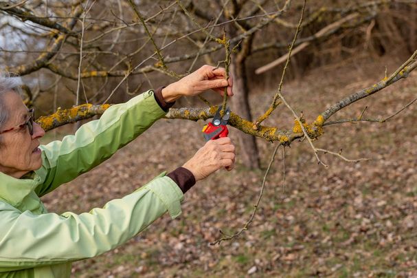 Obstbaumschnitt 