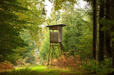 Hochsitz im Wald (Foto Winfried Rusch/stock.adobe.com)