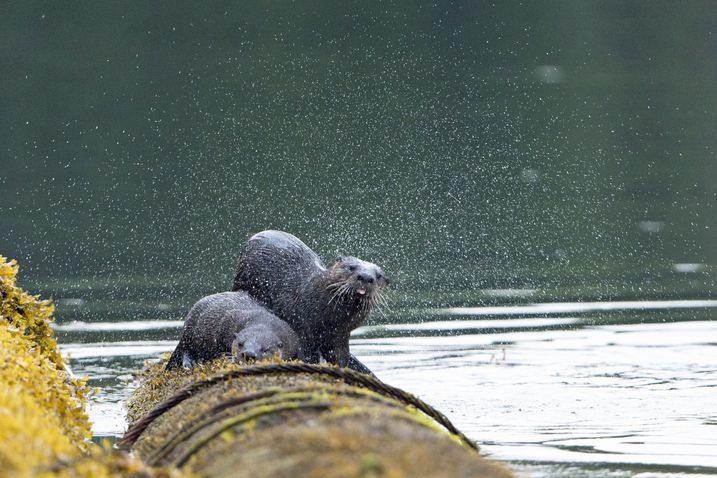 Verbreitungslücke in Europa: Die Pelzjäger haben dem Fischotter schwer zugesetzt.