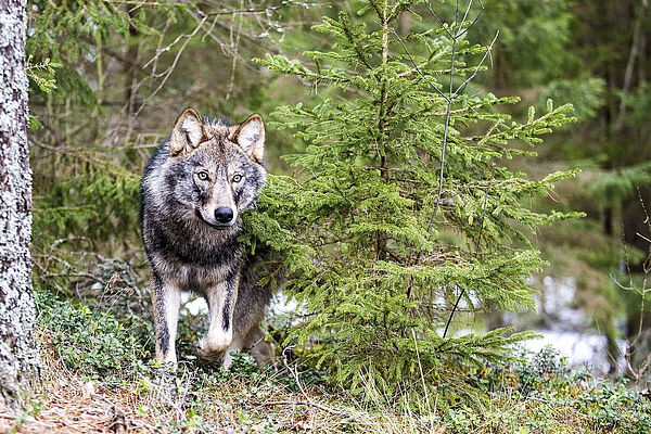 Foto: Sergey Gorshkov