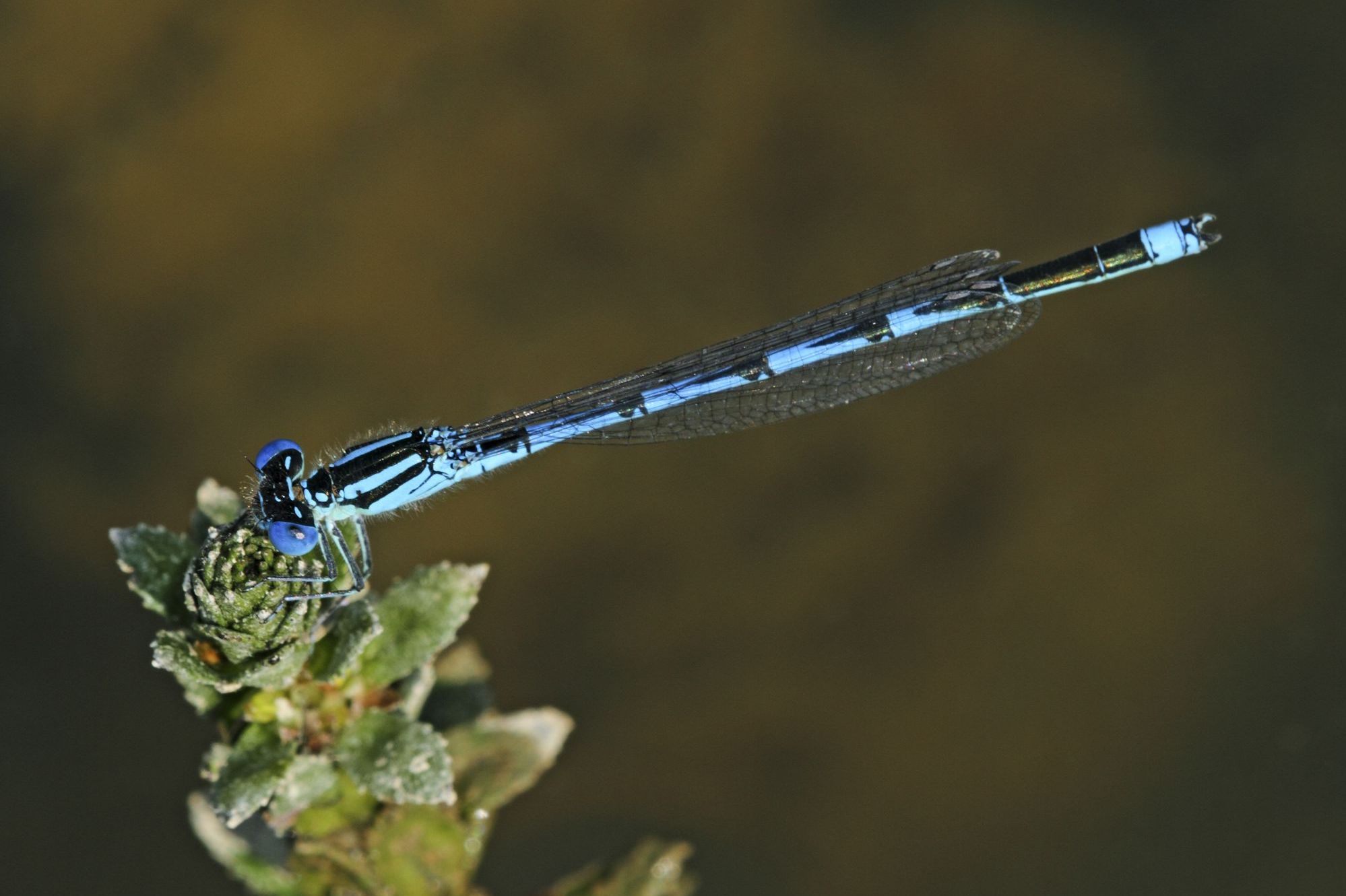 Ein männliches Saphirauge (Erythromma lindenii)
