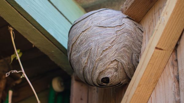 Ein Wespennest hängt an der Innenseite der Tür eines Gartenhäuschens.