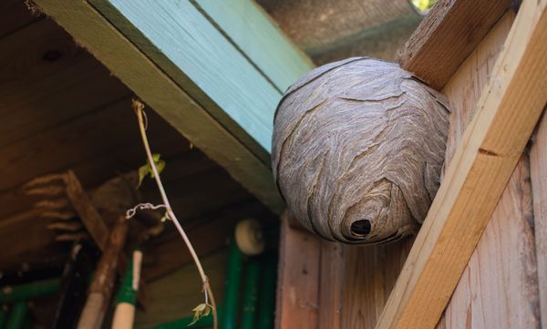 Wenn möglich sollte man ein Wespennest einfach hängen lassen und ignorieren. Die Wespen sterben im Herbst und das Wespennest wird nicht wieder bezogen. (Foto: Julia Strochilina/stock.adobe.com) Ein Wespennest hängt an der Innenseite der Tür eines Gartenhäuschens.