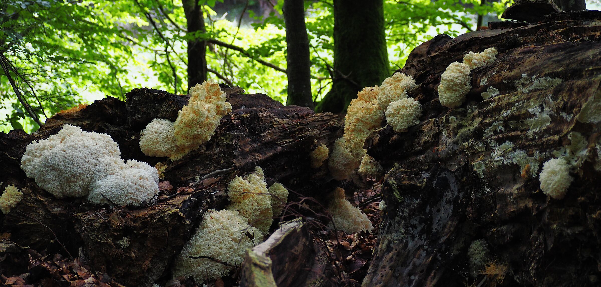 Der ästige Stachelbart gedeiht nur auf starkem Totholz, Foto: Günther Oltsch