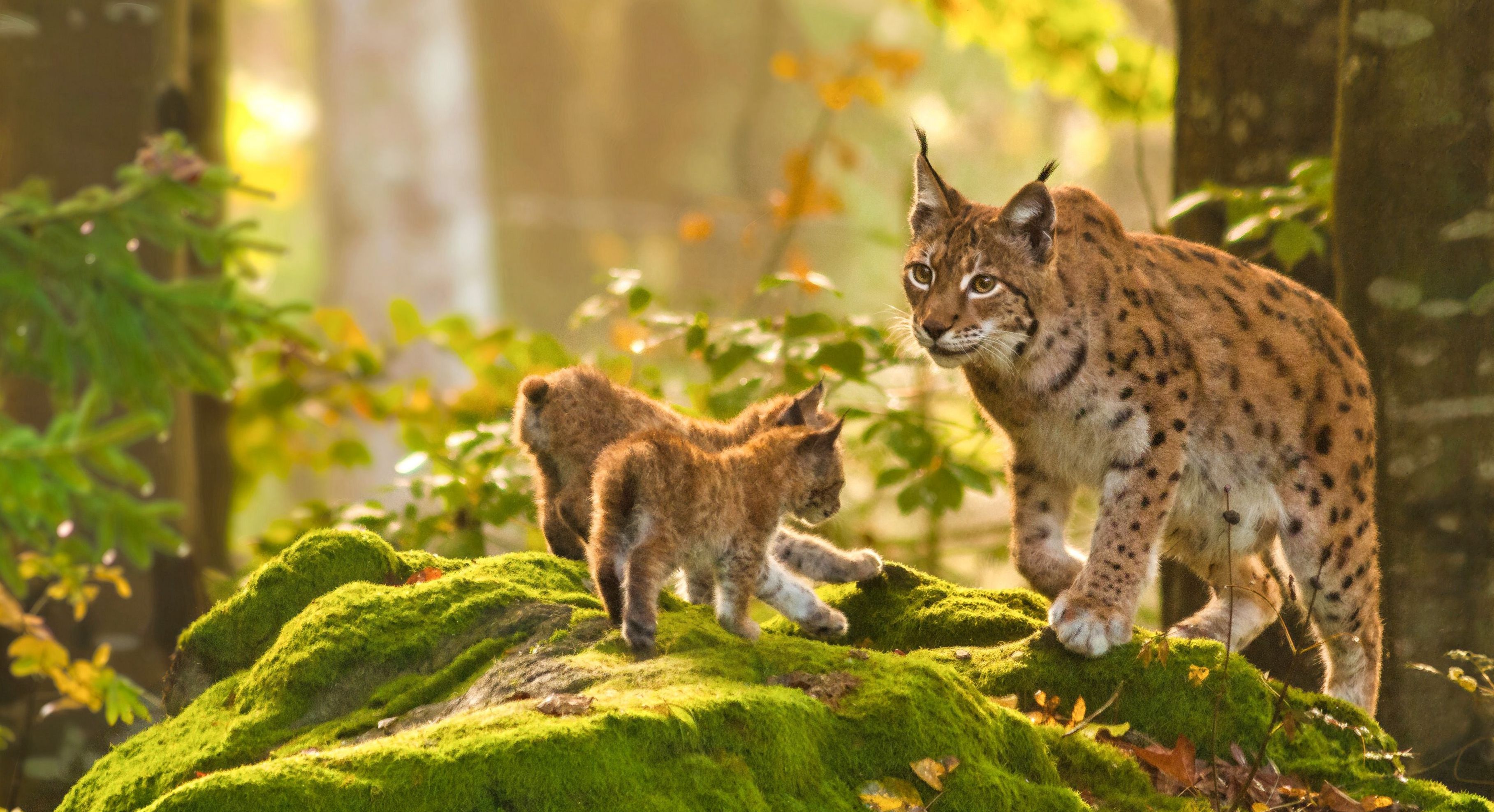 Ein erwachsener Luchs mit zwei jungen Luchsen steht auf einem bemoosten Felsen im Wald. 