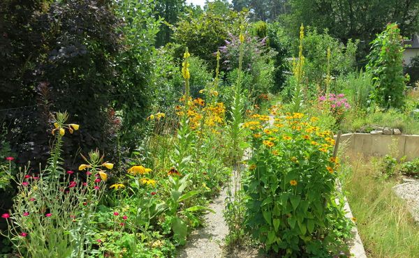 Garten igelfreundlich gestalten (Foto: Arno Pfeifenberger) Igelfreundlicher Garten mit vielen Wildkräutern, Verstecken und insektenfreundlichen Pflanzen.