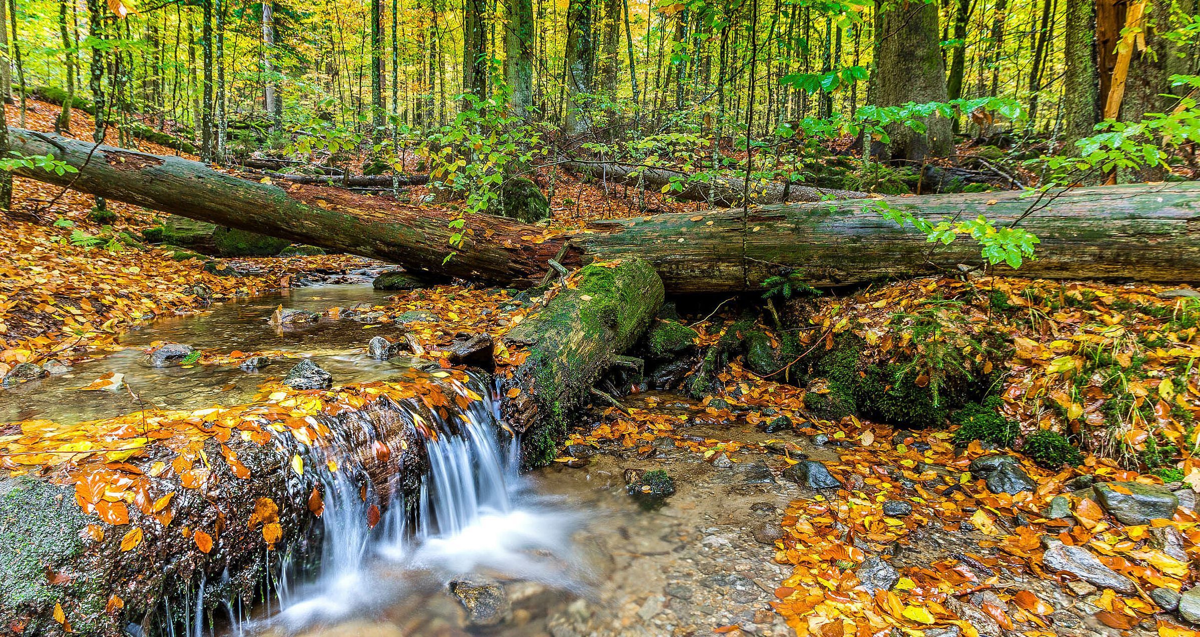 Feuersalamander-Lebensraum: Ein klarer Quellbach fließt durch einen intakten Mischwald in herbstlichen Farben und mit viel mit Totholz. 