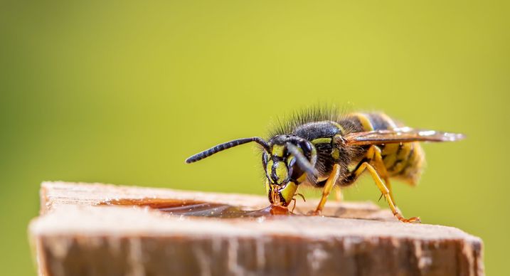 Gemeine Wespe (Foto: Rainer Fuhrmann/AdobeStock)