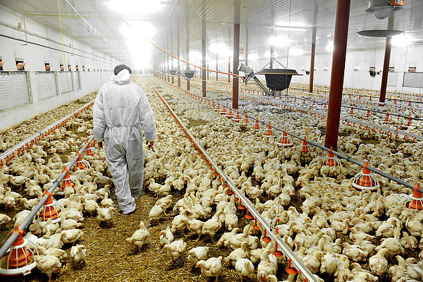 Mensch kontrolliert Tausende Küken in einer Geflügelfarm. Massentierhaltung ist nicht nur ein ethisches Problem (Foto: roibu - stock.adobe.com)