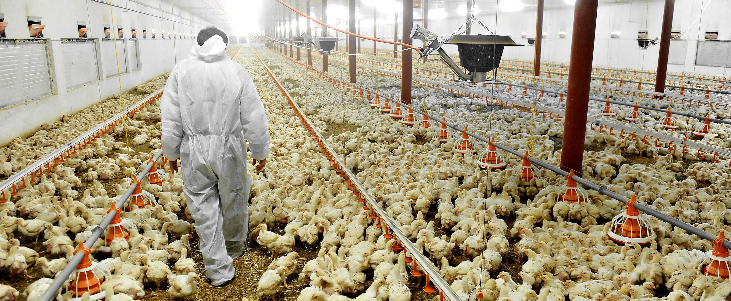 Mensch kontrolliert Tausende Küken in einer Geflügelfarm. Massentierhaltung ist nicht nur ein ethisches Problem (Foto: roibu - stock.adobe.com)