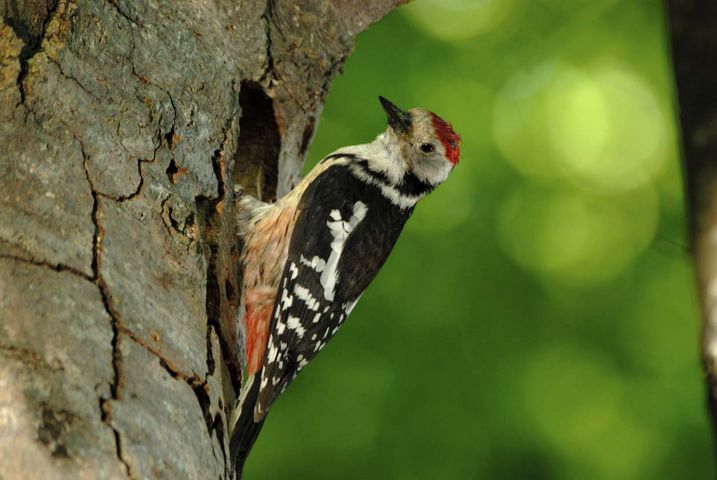 Ein seltener Mittelspecht im Steigerwald (Foto: Thomas Stephan)