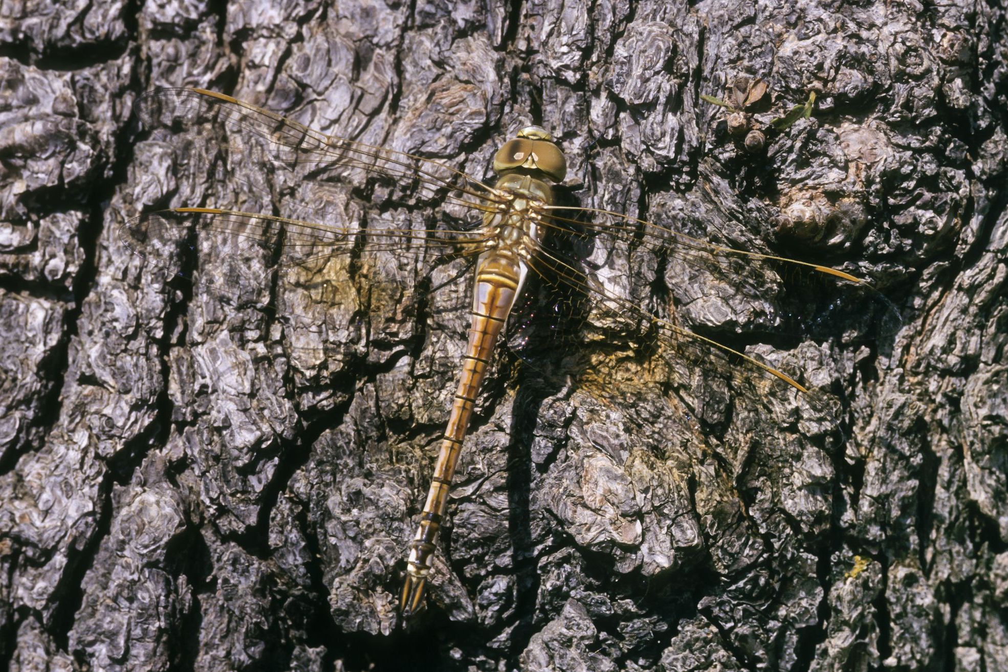 Weibchen der Schabracken-Königslibelle (Foto: Frank Hecker) Weibchen der Schabracken-Königslibelle (Foto: Frank Hecker)
