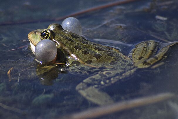 Seefrosch mit aufgeblähten Schallblasen