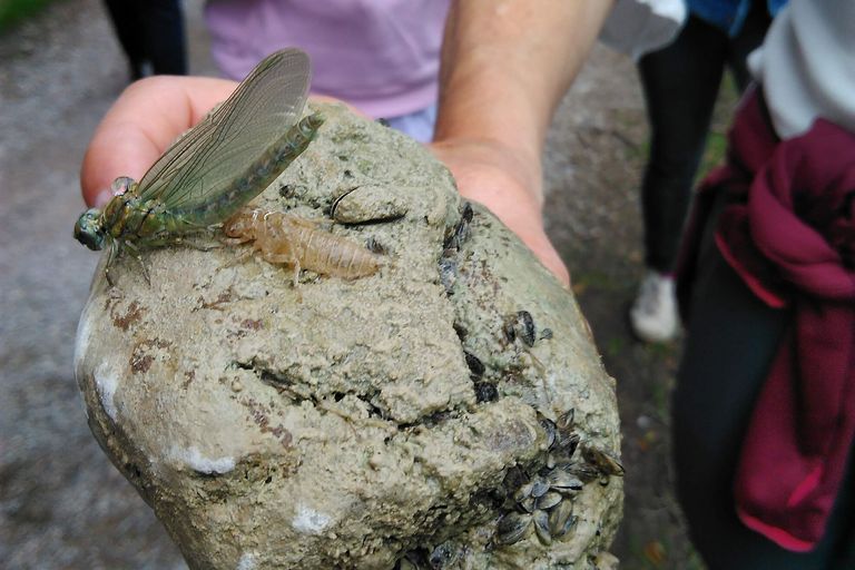 Libelle mit Libellenlarve auf einem Stein (Bild: Stephanie Söchtig) Libelle mit Libellenlarve auf einem Stein (Bild: Stephanie Söchtig)