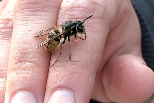 Wespen wollen uns Menschen nichts Böses. Wenn wir und defensiv verhalten, haben wir nichts von ihnen zu befürchten. (Foto: Elisabeth Hofer) Eine Wespe sitzt auf einer Hand.