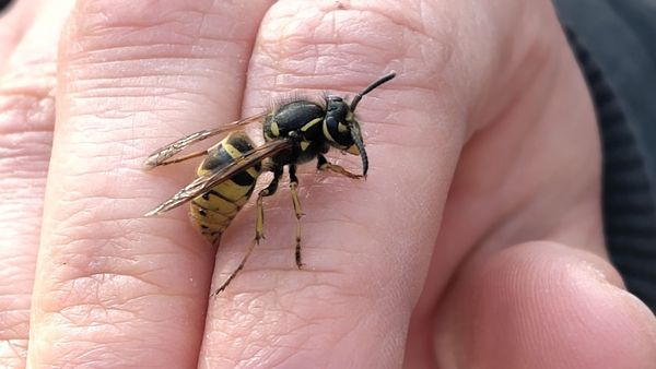 Eine Wespe sitzt auf einer Hand.
