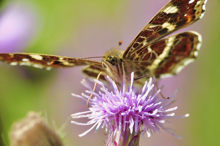 Landkärtchen an Nektarpflanze (Foto: A. & U. Buhani) Nahaufnahme eines rotbraunen Landkärtchen-Falters an violetter Nektarpflanze