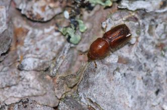 Geburtshelfer eines neuen, wilden Waldes: der Borkenkäfer (Foto: Rainer Simonis/Nationalparkverwaltung Bayerischer Wald) Geburtshelfer eines neuen, wilden Waldes: der Borkenkäfer (Foto: Rainer Simonis/Nationalparkverwaltung Bayerischer Wald)