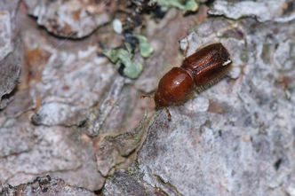Geburtshelfer eines neuen, wilden Waldes: der Borkenkäfer (Foto: Rainer Simonis/Nationalparkverwaltung Bayerischer Wald)