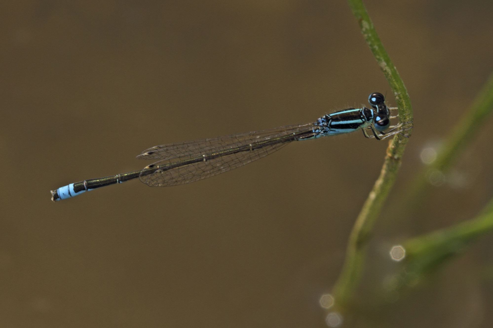 Eine männliche Kleine Pechlibelle (Ischnura pumilio)
