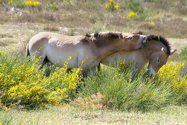 SandAchse Franken – Beweidungsprojekt Tennenloher Forst: Zwei Przewalski-Pferde stehen spielend in Ginsterbüschen.