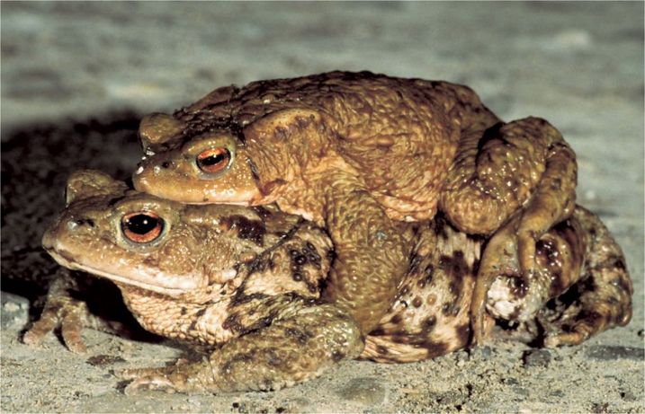 Erdkrötenpaarung (Foto: Stadelmann) Erdkröten bei der Paarung.