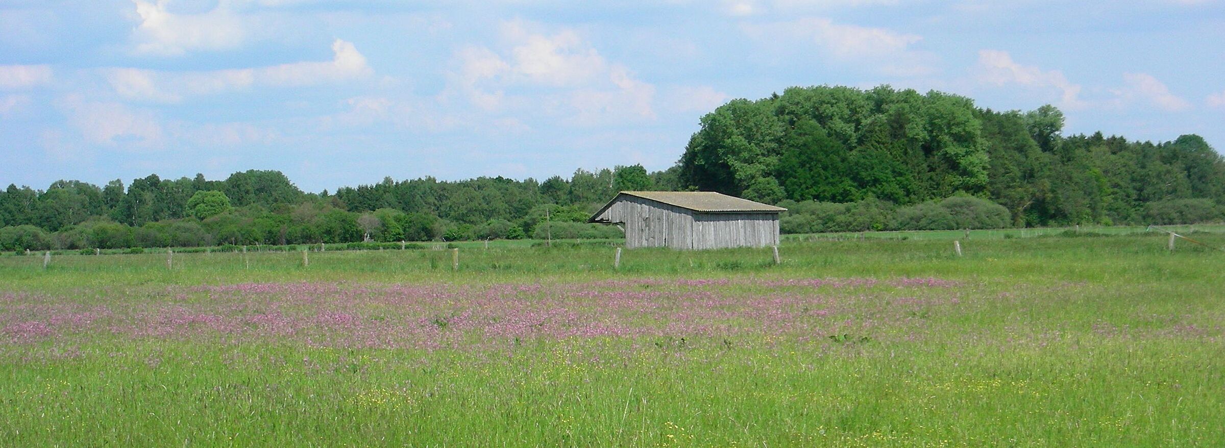Grünland eines Niedermoors im Freisinger Moos