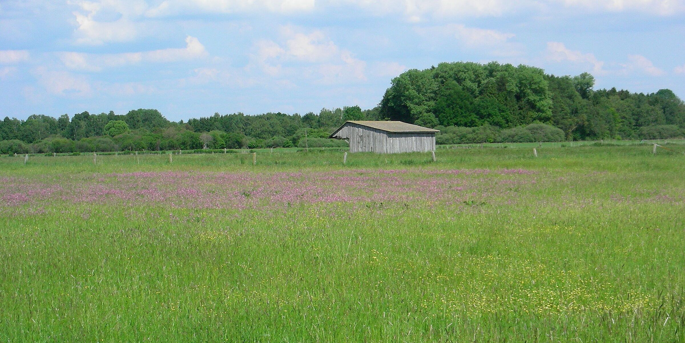 Grünland eines Niedermoors im Freisinger Moos