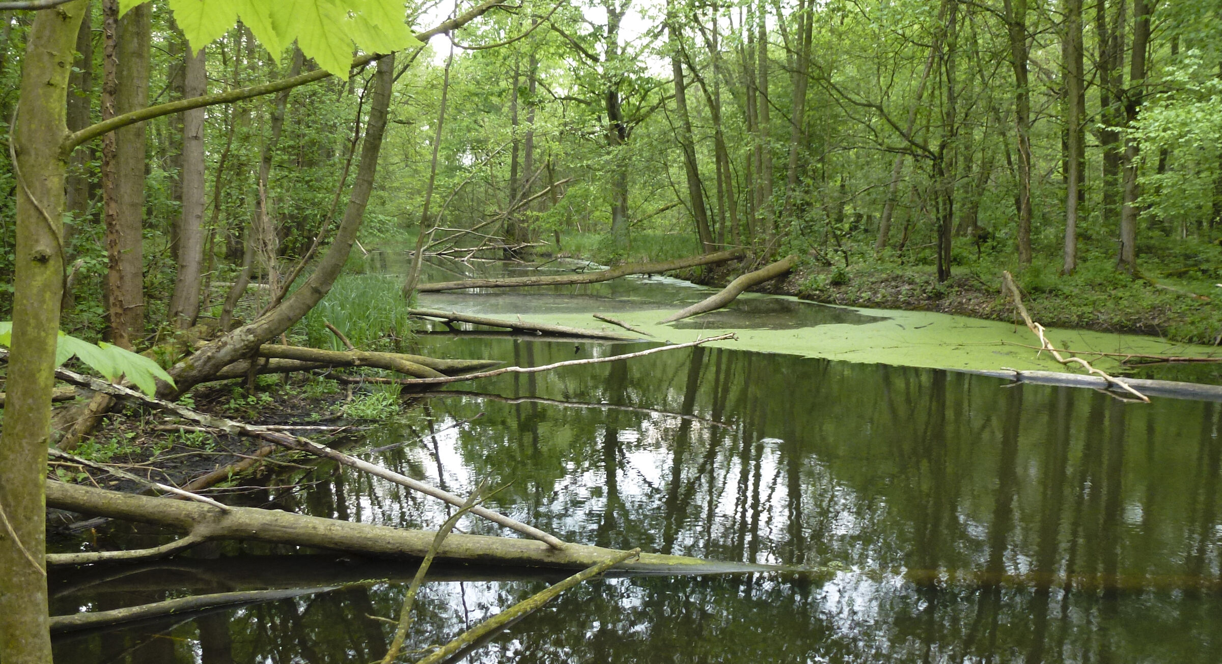 Naturbelassenes Gewässer im Auwald: Der Biber gestaltet seinen Lebensraum. (Foto: Ralph Frank)