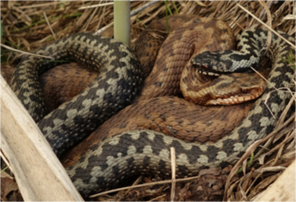 Kreuzotter (Fotograf: Andreas Zahn, BN)