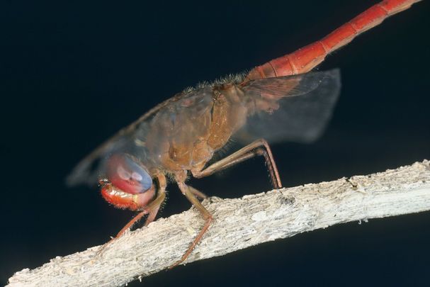Suedliche-Heidelibelle