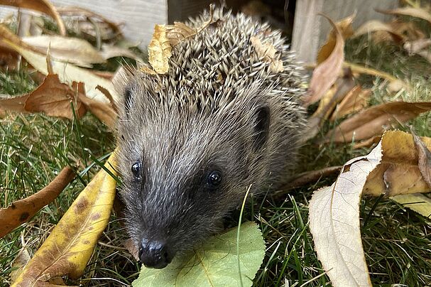 Igel wachen auf