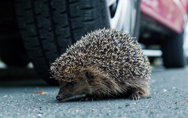 Hauptfeind des Igels ist das Auto. Fahren Sie deshalb bitte vor allem nachts, wenn die Igel unterwegs sind, vorsichtig und vorausschauend. (Foto: Kerstin Ellersdorfer) EIn Igel sitzt auf der Straße direkt vor den Reifen eines herannahenden Autos.