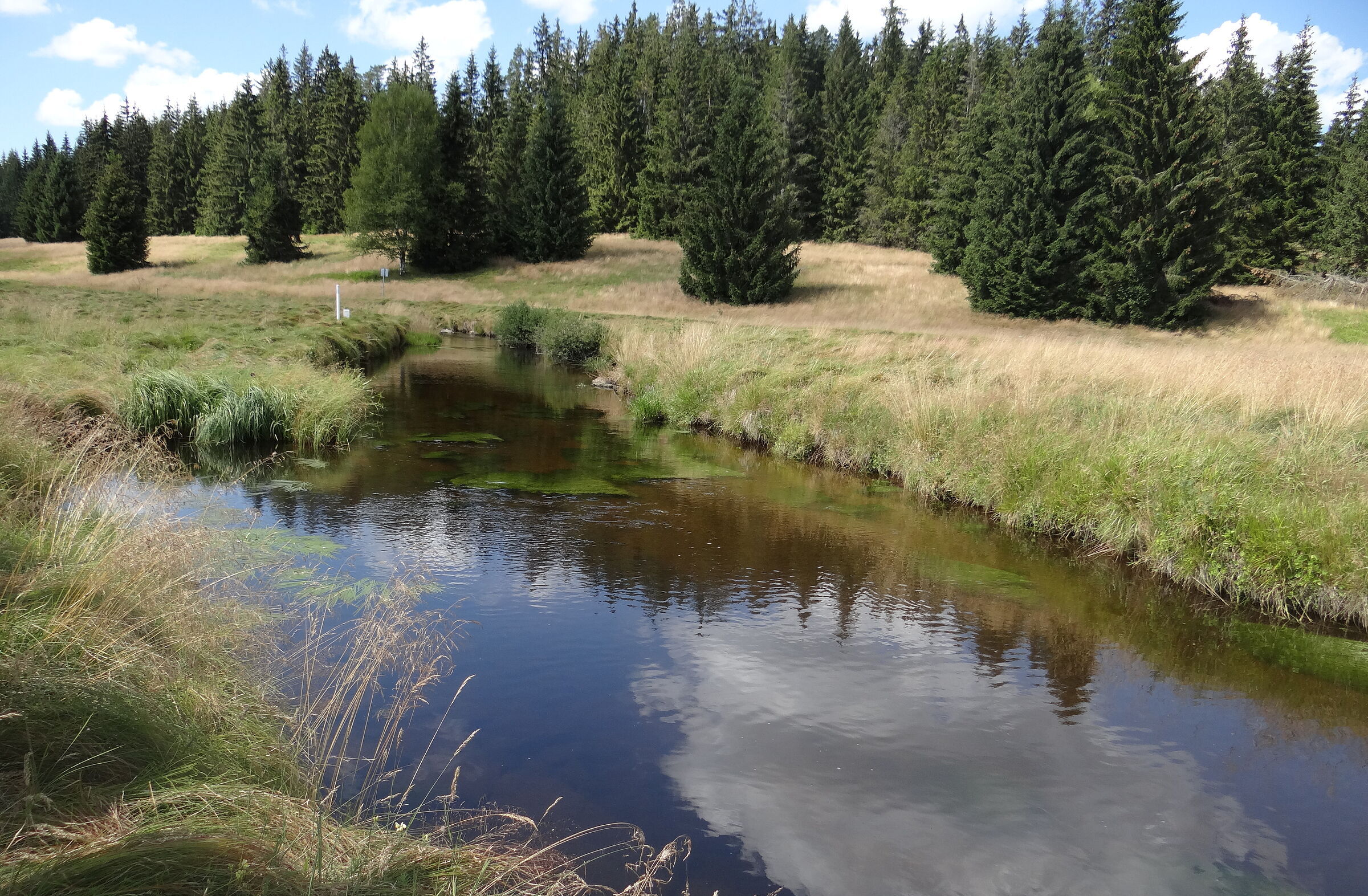 Life for Mires: Die Kalte Moldau schlängelt sich durch eine Wiese, im Hintergrund ein Nadelwald