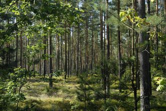 Die großflächigen Kiefern-Monokulturen gaben dem Reichswald den Spitznamen Steckerlaswald. Foto: M. Biebelriether