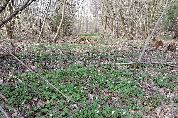 Buschwindröschen im betroffenen Auwald