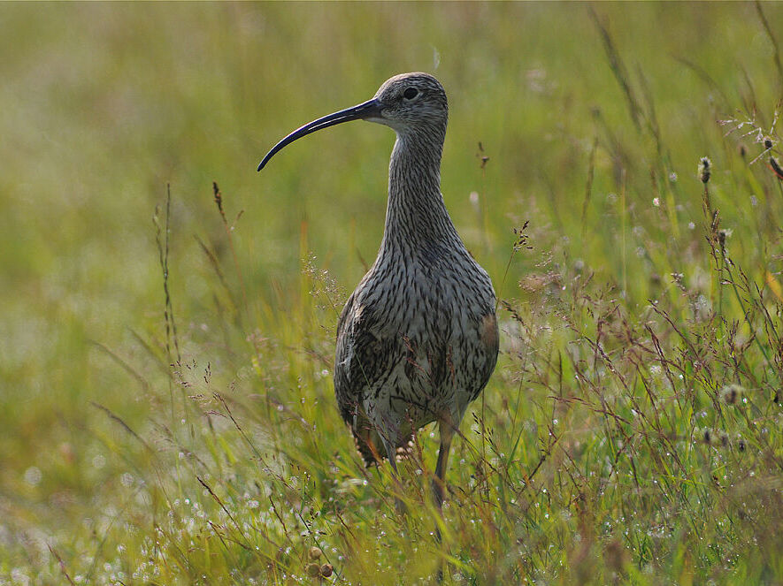 Großer Brachvogel (Foto: Peter Zach) Großer Brachvogel auf Wiese.