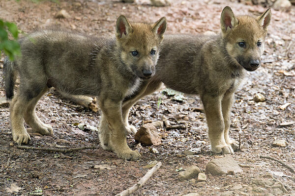 Zwei stehende Wolfswelpen. (Foto: Ralph Frank)