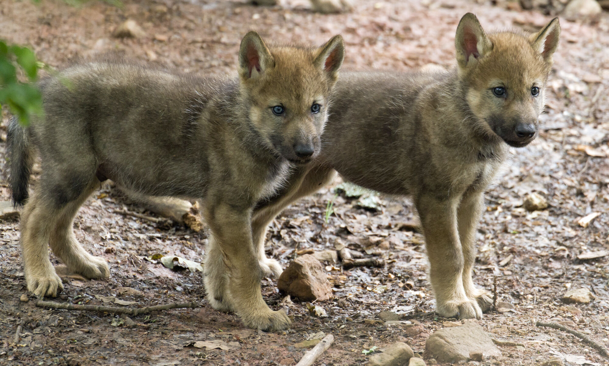 Zwei stehende Wolfswelpen