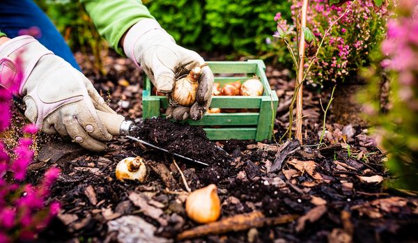 Im Herbst ist die richtige Zeit Blumenzwiebeln für Frühblüher zu pflanzen. Hummeln und andere früh im Jahr aktive Insekten freuen sich darüber (Foto: iMarzi/stock.adobe.com).