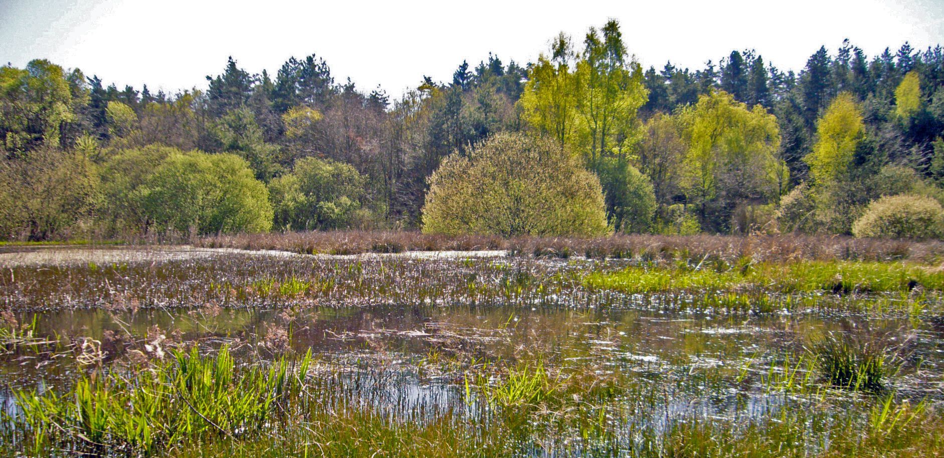 Ungenutzter Weiher mit reicher Strukturierung an Pflanzen – ein idealer Libellen-Lebensraum (Foto: BN-Archiv, Kai Frobel)