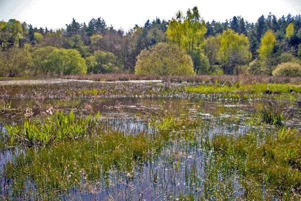 Lebensraum von Libellen (Bild: Ungenutzter Weiher, Foto: Kai Frobel) Lebensraum von Libellen: Ungenutzter Weiher (Foto: Kai Frobel)