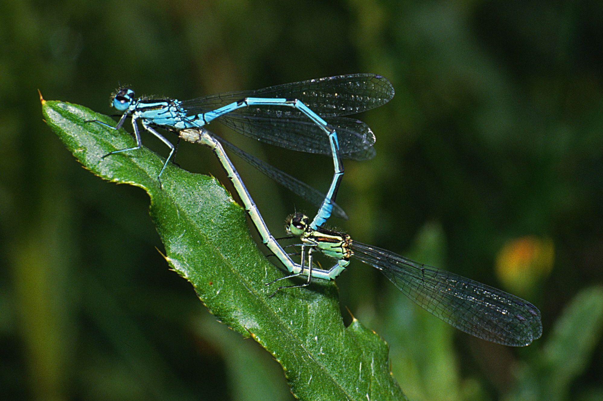 Hufeisen-Azurjungfern bei der Paarung, Weibchen unten (Foto: Wolfgang Willner) Hufeisen-Azurjungfern (Coenagrion puella) bei der Paarung, das Weibchen (unten) wird vom Männchen am Kopf gehalten.