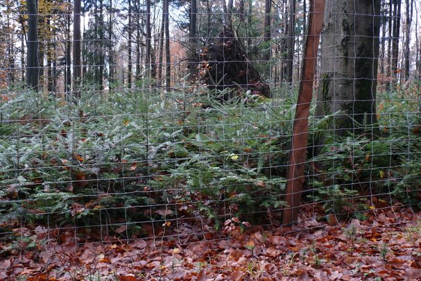 Naturverjüngung wächst hinter einem Zaun, außerhalb sind nur niedrige, da abgefressene Tannen zu sehen. (Foto: Michael Kunkel)